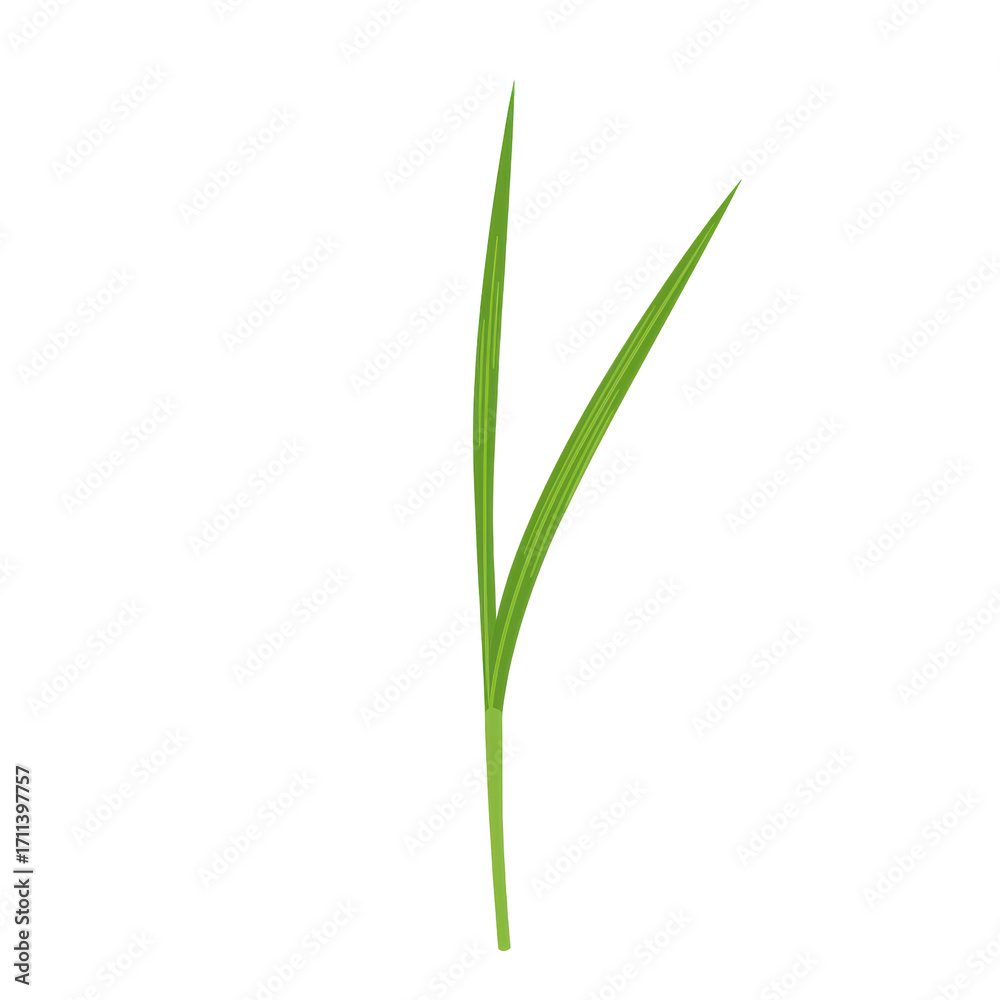 Fototapeta premium Vibrant green grass blade close-up against white background isolated on white background