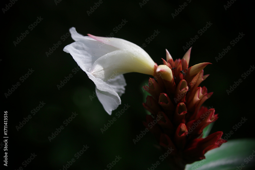 Fototapeta premium Closeup photo of crepe ginger white flower blossoming in the garden in Singapore (Costus speciosus) 