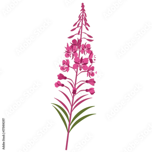 Stylized pink fireweed blossom with green leaves isolated on white background
