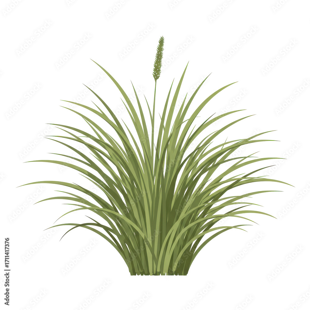 Fototapeta premium Lush green grass tuft with seed head in vivid detail isolated on white background