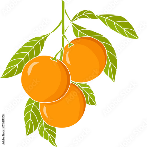 Vector illustration of ripe orange fruit hanging with green leaves, simple flat style, ideal for healthy food, juice, and tropical designs.