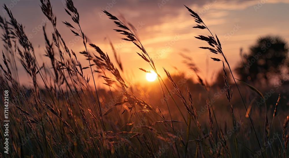 Naklejka premium A sunset view through tall grasses