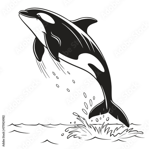 killer whale (Orca) jumping out of the ocean