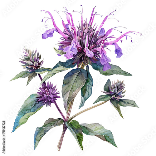 Watercolor bee balm flower blossom arrangement on transparent background