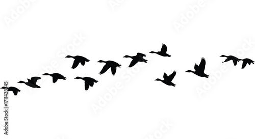 A flock of black birds silhouetted in a v formation flying
