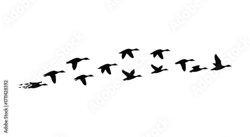 A flock of silhouetted birds flying in a v formation against white