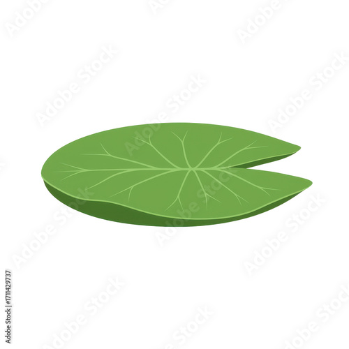 Vibrant green lily pad leaf in detailed illustration isolated on white background