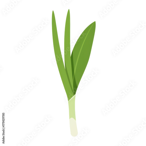 Freshly harvested green onion stalk with textured leaves and white base isolated on white background