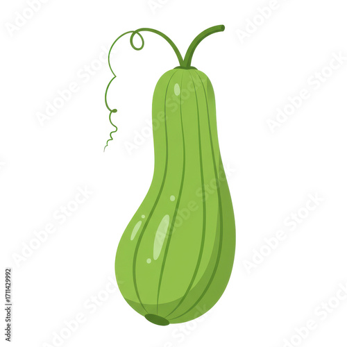 Vibrant green calabash gourd with curving vine isolated on white background
