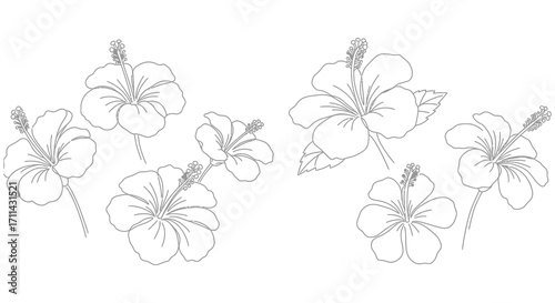 Delicate black and white floral sketch featuring blossoming hibiscus flowers