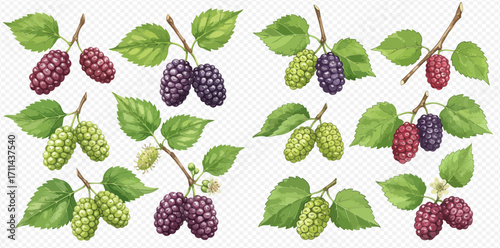 A collection of detailed mulberry illustrations on branches with leaves, showing various stages of ripeness from green to purple.