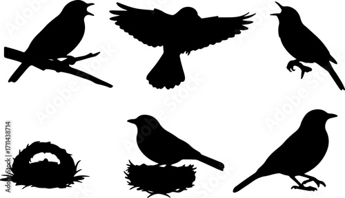 silhouette bird postures act black bird shapes monochrome color on white background