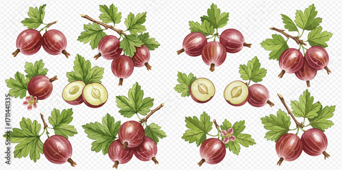 A botanical illustration set of ripe red gooseberries on branches with green leaves, showing whole, halved, and clustered berries.