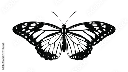 Intricate butterfly sketches collection delicate wing patterns detailed insect art
