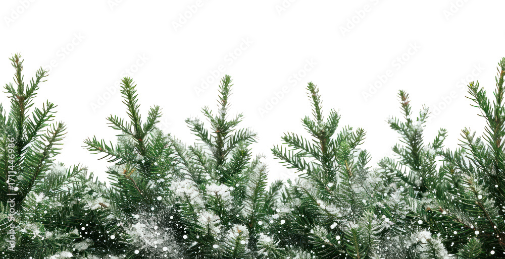 Fototapeta premium PNG Snow-covered evergreen branches background