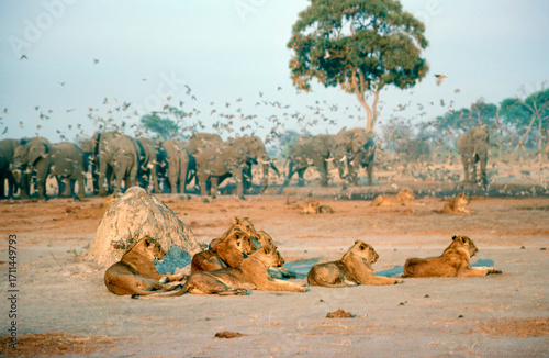 Canvas Print Lions and elephants