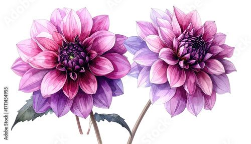Two vibrant, detailed dahlia flowers