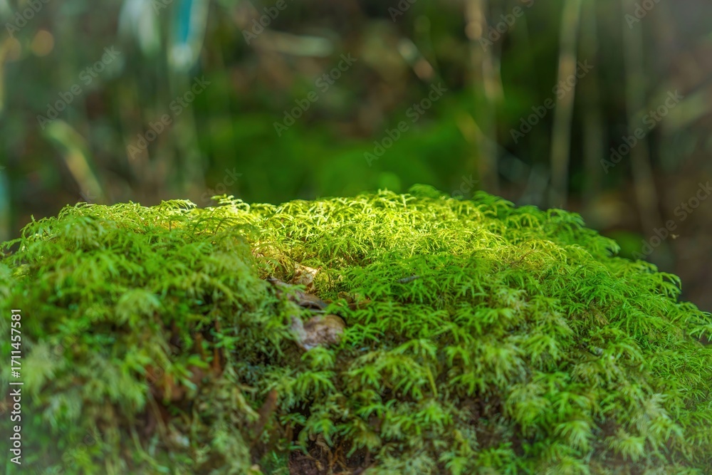 Obraz premium 木漏れ日浴びて輝く苔の情景