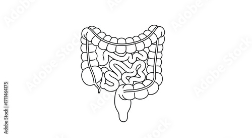 Understanding the anatomy and function of the human digestive system.