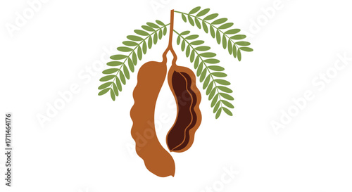 Tamarind fruit pods and leaves on a branch.