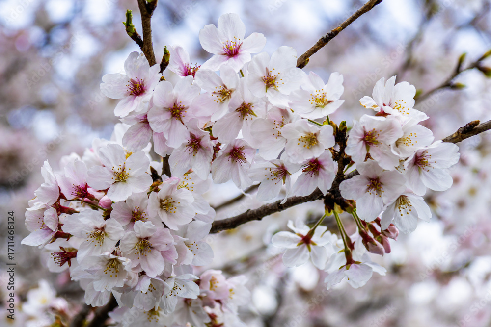 Obraz premium Japanese Cherry Blossoms - 9