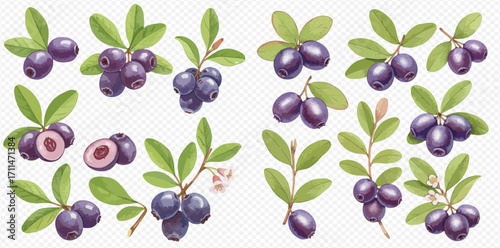 A botanical collection of illustrated purple berries on branches with green leaves, flowers, and a cross-section.