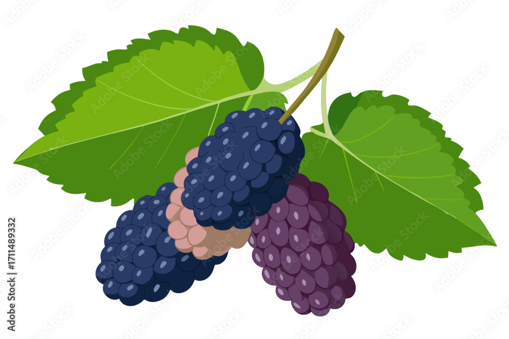 Fototapeta premium mulberry with leaves