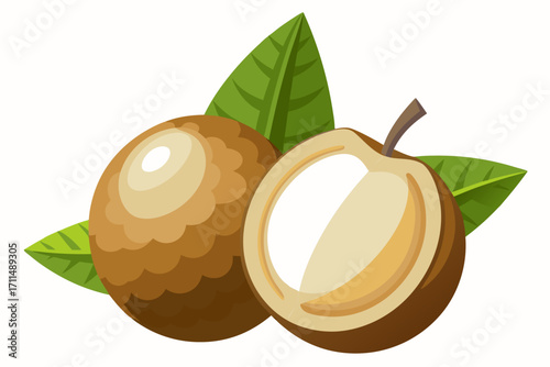illustration of an longan fruit