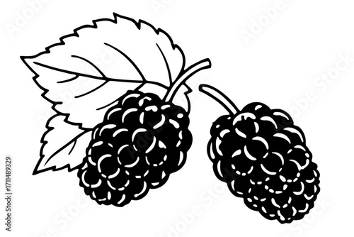 vector illustration of a mulberry