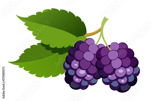 bunch of mulberry with leaves
