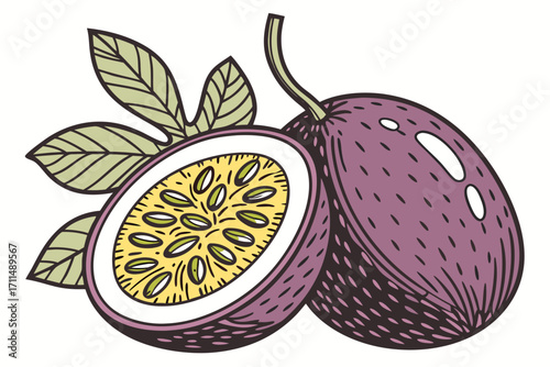 vector illustration of an passion fruit