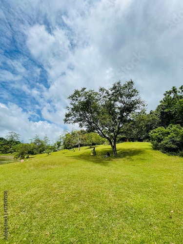 Alone tree with blue sky