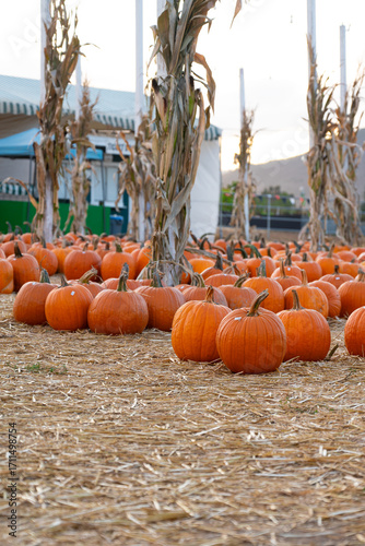 Seasonal pumpkin patch during autumn harvest festivities. Bright orange pumpkins sit on straw beneath tall dried corn stalks.