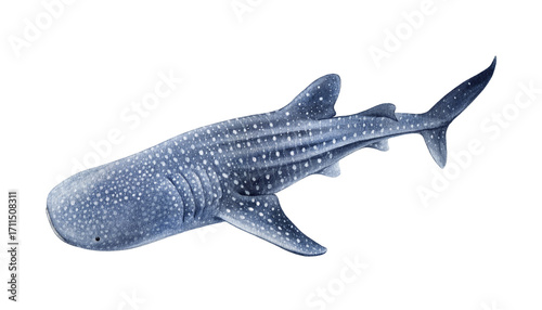 Tableau sur toile Whale shark fish watercolor illustration isolated on white background