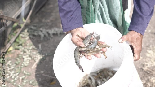 Farmers harvesting fresh shrimp from the pond, symbolizing aquaculture, seafood production, and sustainable farming.