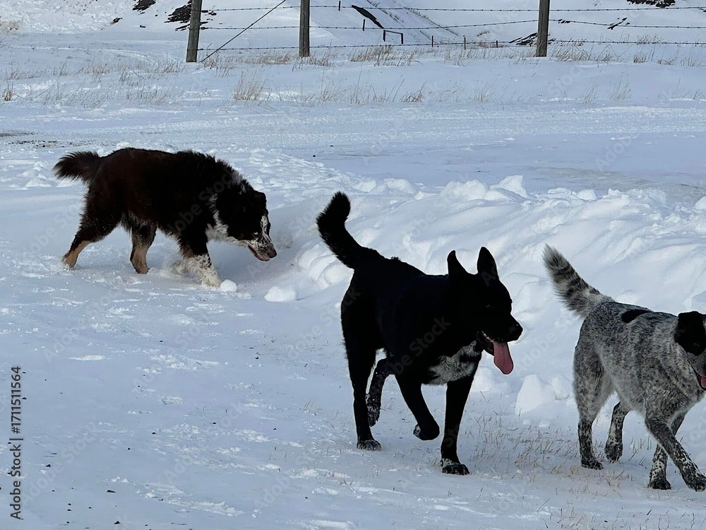 Naklejka premium Scenic countryside winter walk with dogs in agricultural land, highlighting snowy fields, farm lifestyle, rural pets, and seasonal outdoor adventure in nature