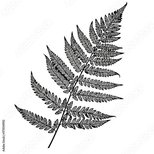 Detailed monochrome fern frond isolated against a white background, graphic illustration