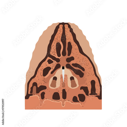 Section of a tan pod shows cocoa seeds within it, with a tool piercing the center