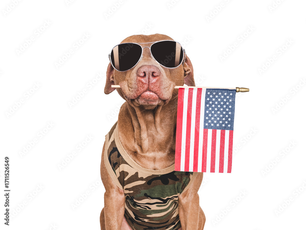 Obraz premium Cute dog, American Flag, sunglasses and military t-shirt. Closeup, indoors. Studio shot. Congratulations for family, loved ones, relatives, friends and colleagues. Pets care concept