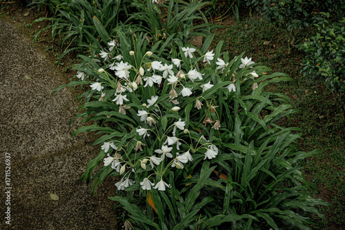 Clusters of white flowers in a lush garden setting