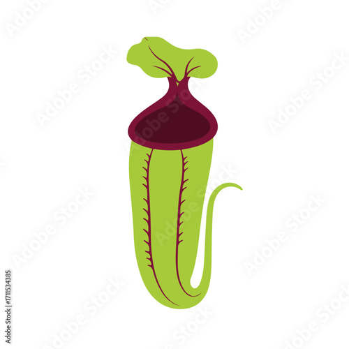 Pitcher plant, flat