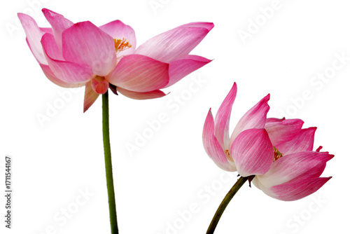 Beautiful Pink Lotus Flowers Isolated on White Background