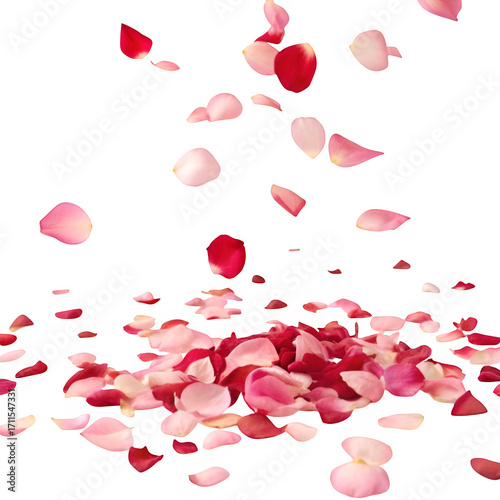 Many rose petals fall on the floor isolated on transparent background