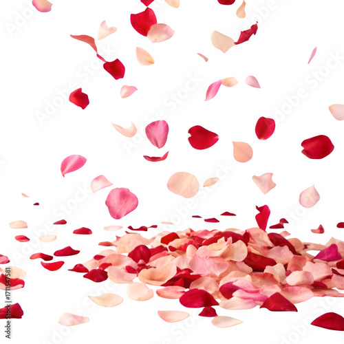 Many rose petals fall on the floor isolated on transparent background