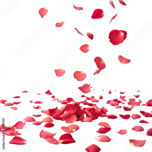 Many rose petals fall on the floor isolated on transparent background