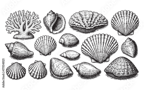 sea shells, corals oyster, and scallop set