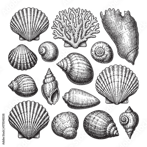sea shells, corals oyster, and scallop set