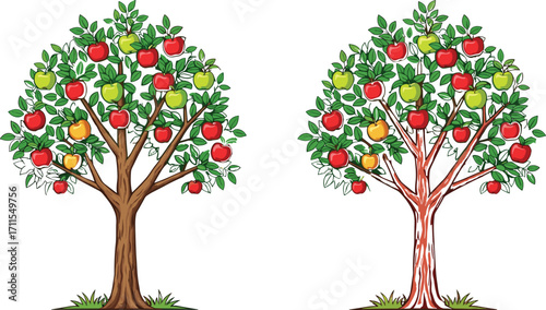 Two Apple Trees with Red and Green Fruit in Grass Field, Nature Comparison, Seasonal Harvest, Botanical Garden, Vector Illustration