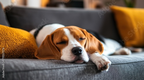 Beagle lying on a cozy couch in a modern living room, looking relaxed and sleepy