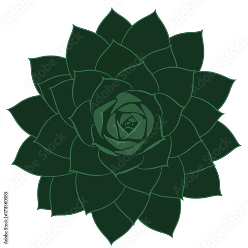 Illustrative succulent with layers of pointed green leaves forming a symmetrical rosette